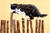 Cat on fence